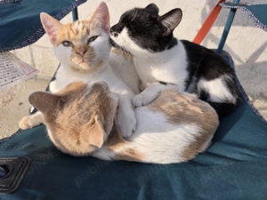  Pisoi adorabili caută familie!  - imagine 4