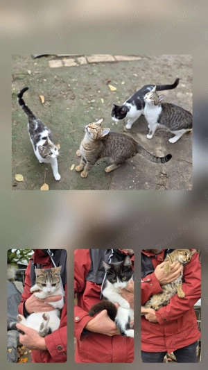 Pisoi adorabili caută familie! - imagine 2