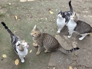 Pisoi adorabili caută familie! - imagine 3