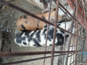 purcei 3 luni jumate  - imagine 2