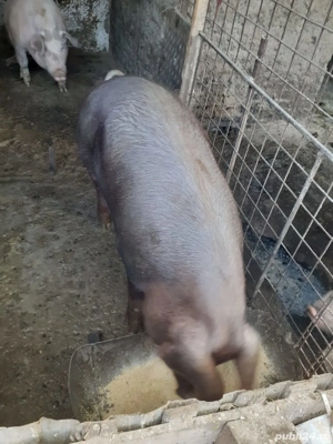 De vanzare un porc  - imagine 2