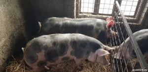 Porci de Craciun  - imagine 4