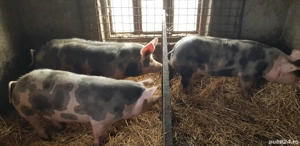 Porci de Craciun  - imagine 3