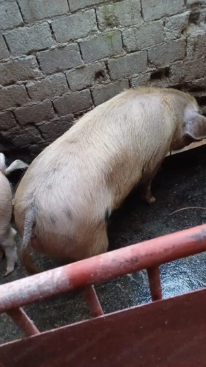 Vând porc de tăiat 