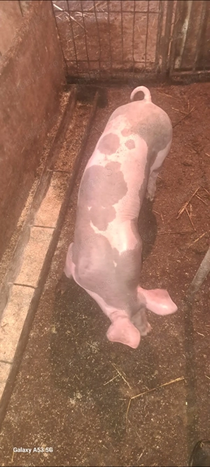 Vând șoldan pt.îngrășat - imagine 5