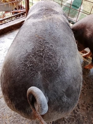 Vind porc 250kg preț  negociabil - imagine 3