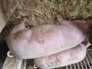 Vand porci de carne. Informatii la telefon:  .