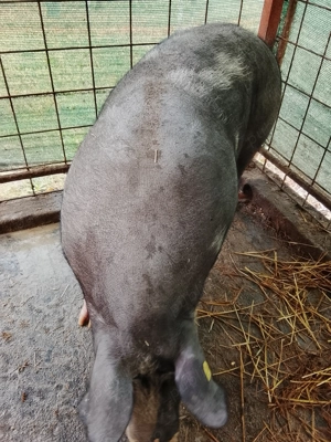 Vind porc 250kg preț  negociabil - imagine 2