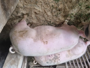 Vand porci de carne. Informatii la telefon:  . - imagine 3