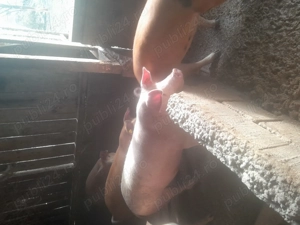 Porci de 100-120-130 kg devanzare 14 lei kg - imagine 4