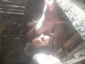 Porci de 100-120-130 kg devanzare 14 lei kg - imagine 2
