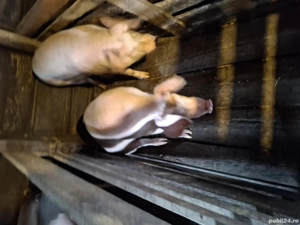 porci de vanzare - imagine 2