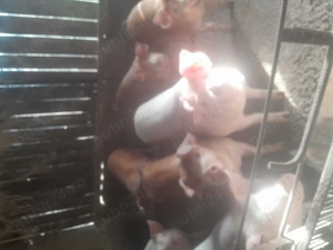 Porci de 100-120-130 kg devanzare 14 lei kg - imagine 3