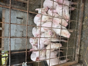 Purcei de vânzare  - imagine 5