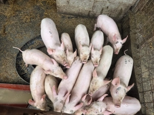 Purcei de vânzare  - imagine 4