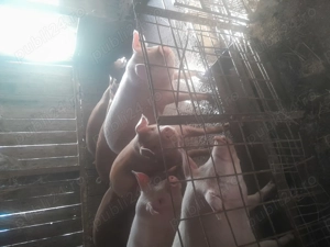 Porci de 100-120-130 kg devanzare 14 lei kg - imagine 5