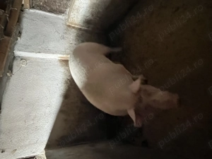 Vând porci !!! - imagine 2