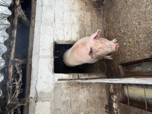 Vând porci !!! - imagine 3