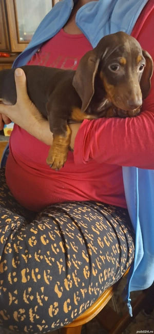 Teckel pitic - imagine 3