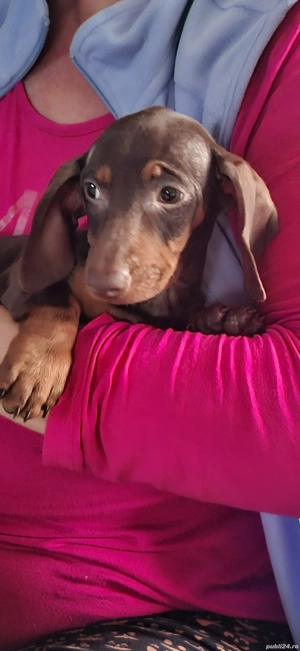 Teckel pitic - imagine 2