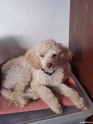Poodle Caniche masculi maro, apricot si roșu  - imagine 5