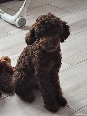 Poodle Caniche masculi maro, apricot si roșu  - imagine 4