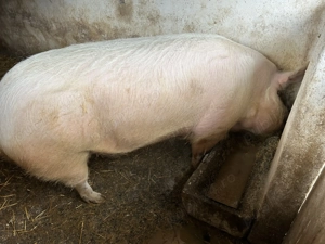 Vând porci grași  - imagine 5