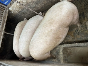 Vând porci grași  - imagine 2