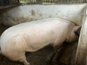 Vând porci grași  - imagine 4