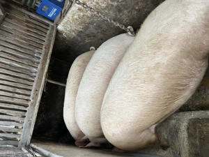 Vând porci grași  - imagine 3