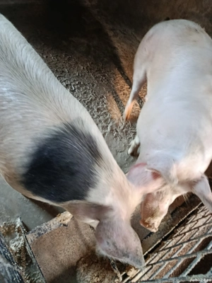 porci de vînzare  - imagine 2