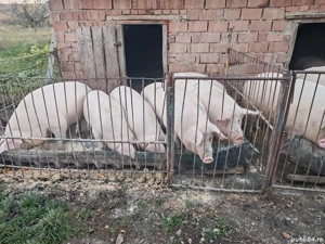 vand porci crescuti bio