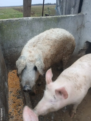 porci de vanzare