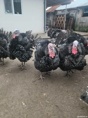 Curcani de Vânzare - imagine 2