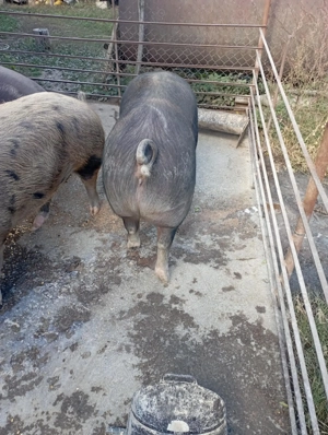 Perfecti pentru sărbători ! Pentru cunoscători  - imagine 2