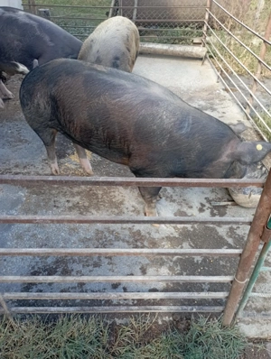 Perfecti pentru sărbători ! Pentru cunoscători  - imagine 5