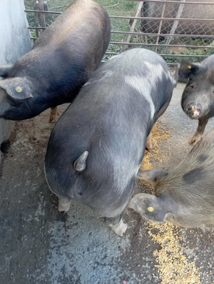 Perfecti pentru sărbători ! Pentru cunoscători  - imagine 4