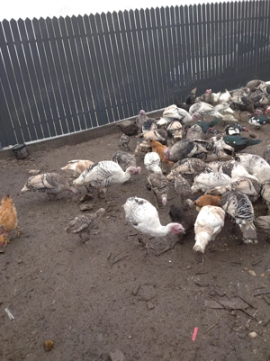 Curcani, curci și gâște de vânzare. - imagine 2