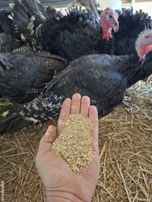 Curcani de Vânzare - imagine 3