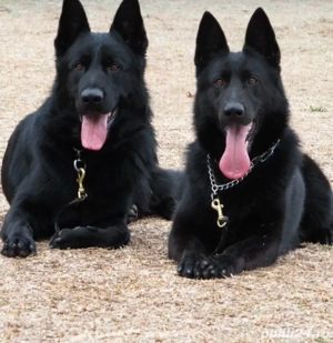 Ciobanesc german negru 