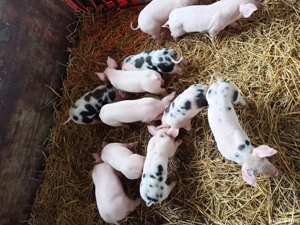 de vanzare - imagine 3