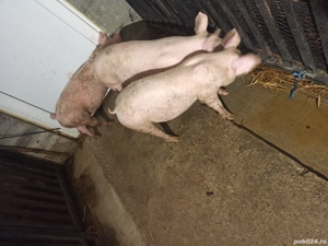 de vanzare - imagine 2