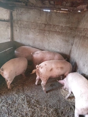 Vând porci  între 80-350 kg  - imagine 3