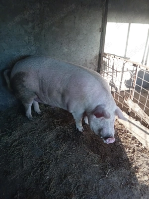 Vând porci  între 80-350 kg  - imagine 2