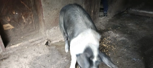 Porc de vânzare crescut în gospodărie 