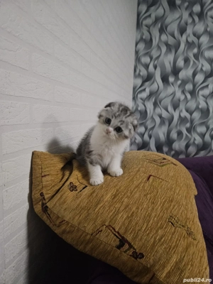 Ciobanesc german negru - imagine 5