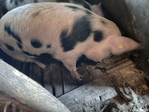 vand porc  - imagine 3