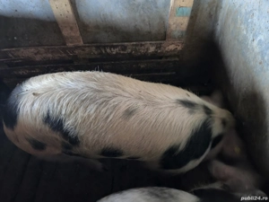 vand porc  - imagine 2