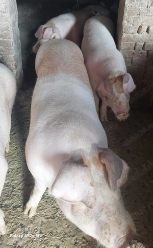 Porci de vânzare   Crescuți în gospodărie, 100% natural! - imagine 3