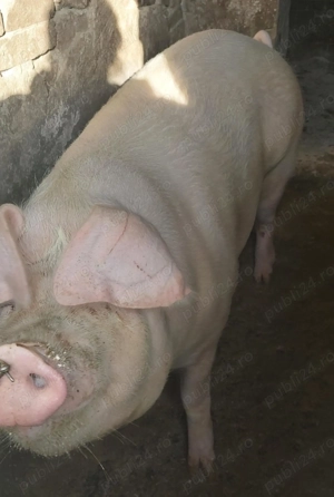 Porci de vânzare   Crescuți în gospodărie, 100% natural!